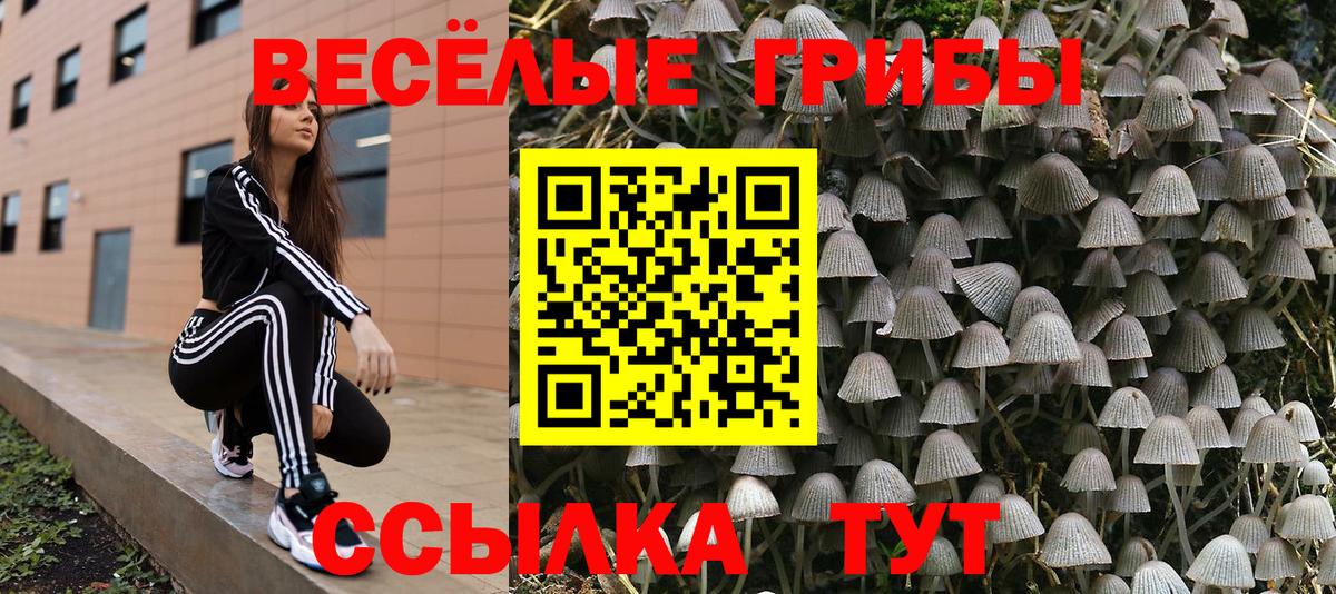 Псилоцибиновые грибы Psilocybine cubensis  Вход с VPN  Галлюциногенные грибы мицелий  Ахтубинск 
